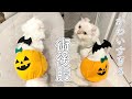 子猫に超かわいい術後服を手作りしました！