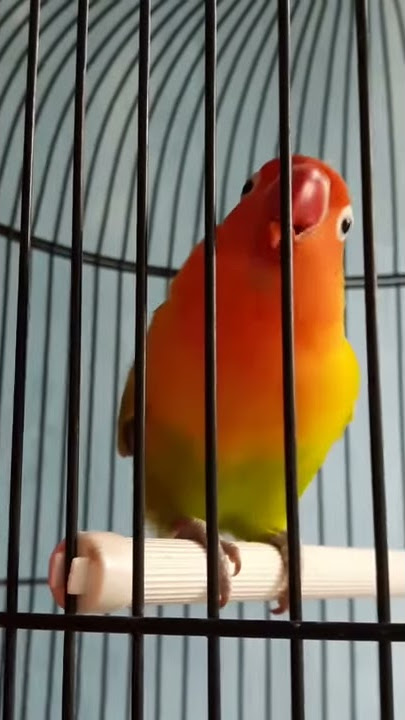 Lovebird full isian cililin dan cucak jenggot