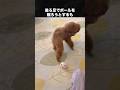 足が短くてボールを蹴れなかったトイプードル #トイプードル #犬