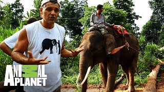 Frank cambia un tractor por la libertad de un elefante | Wild Frank: Al rescate | Animal Planet