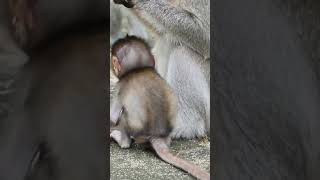 A little baby monkey playing happy and funny 093 #shorts