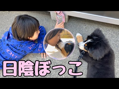 お庭日向ぼっこ(日陰)！娘とイチャイチャするバーニーズマウンテンドッグ【子犬】