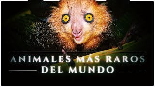 Los 15 Animales Más Raros del Mundo 😨🪲