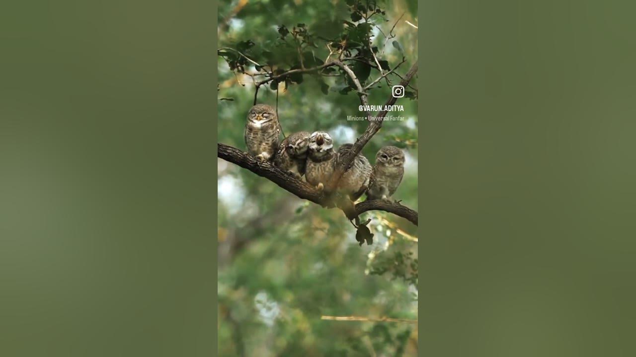 😍When the animal wakes up in the morning and is seen playing.😍 love