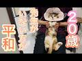 先生がいなければ、スン…。来るとガオーー!!20歳おめでとうー!【20歳の元病院猫のミケちゃん】