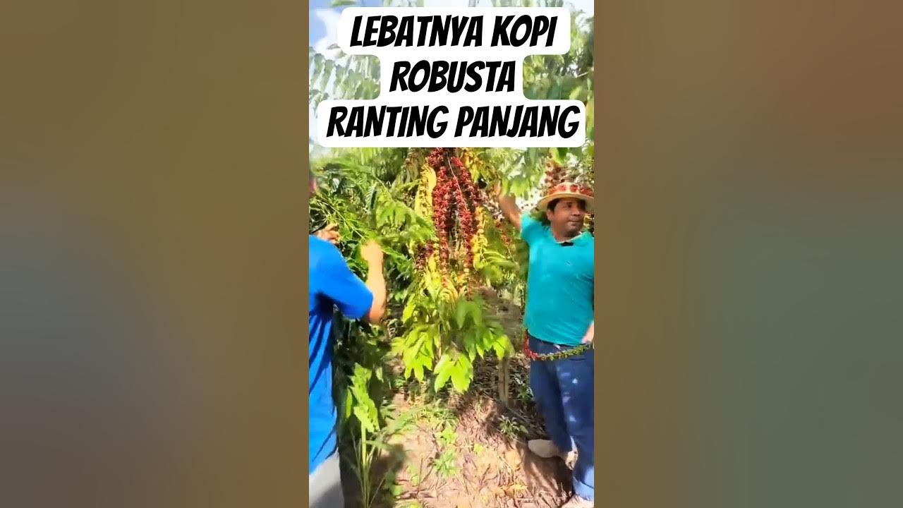 kopi robusta jenis ranting panjang, buahnya sangat lebat #coffee kopi robusta jenis ranting panjang, buahnya sangat lebat #coffee