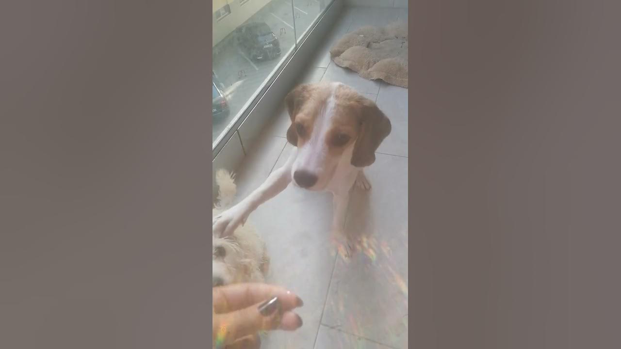 Bath time & a little treat with commands beaglepuppy toypoodle YouTube