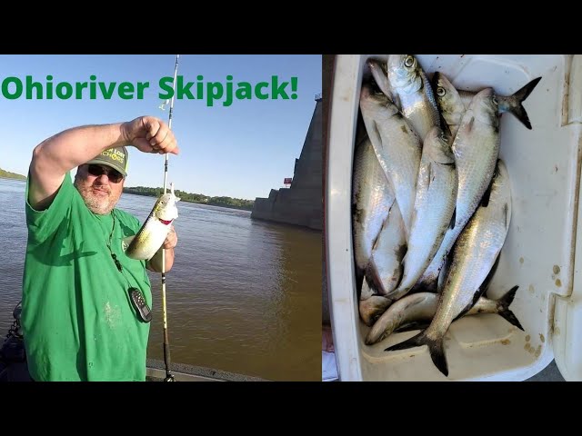 2 Jig Rig! Ohio river Skipjack Fishing! Watch till the end