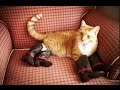 IF YOU LAUGH, YOU LOSE - Funny cat, animal Compilation 2017