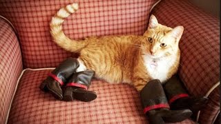 IF YOU LAUGH, YOU LOSE - Funny cat, animal Compilation 2017