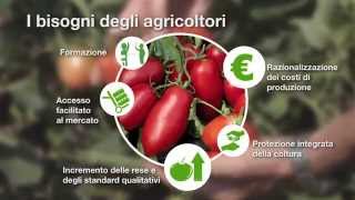 Soluzioni integrate Syngenta per il pomodoro da industria