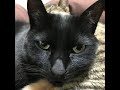 黒猫「沢田研二」を歌う→【歌う黒猫】認めたら負けの歌「沢田研二/危険なふたり」( #Shorts Ver. )※黒猫日記-29日目-2