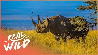 Rescuing One Of Africa's Most Endangered Mammals (Black Rhino Documentary)