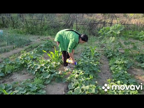 خیار پاشیده روشن یا سفید خواهد بود
