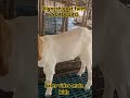 Boer cross male kids sales video age 2 month kids