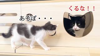 何度も拒否されるが遊びたくて近づく健気な子猫