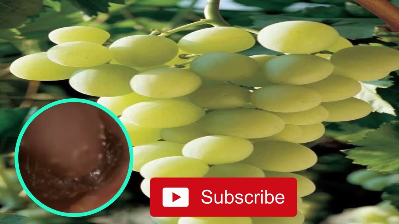 How To removal earwax at home with hydrogen peroxide .ear wax removal