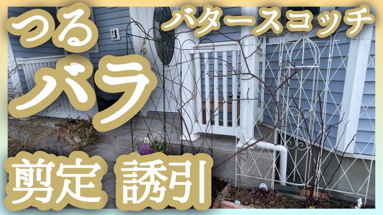 たくさん咲かせる🌹つるバラ・バタースコッチの剪定誘引 - YouTube