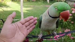 Maxking /baby king/magical/amazing/beautiful/parrot/wow/sweet mitthu /Max baby bird/parrot