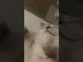 Cute ragdoll passed tf out
