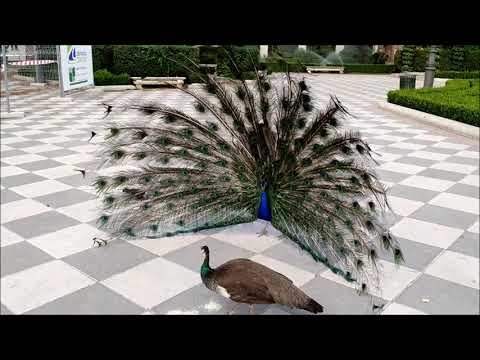 CORTEJO del PAVO