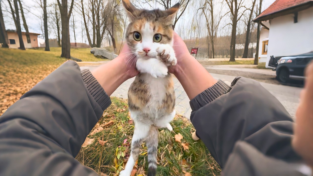 Спасение беременной кошки на рыбалке: она родила семерых котят!