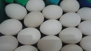 Режим инкубации яйца Индоутки в инкубаторе Блиц