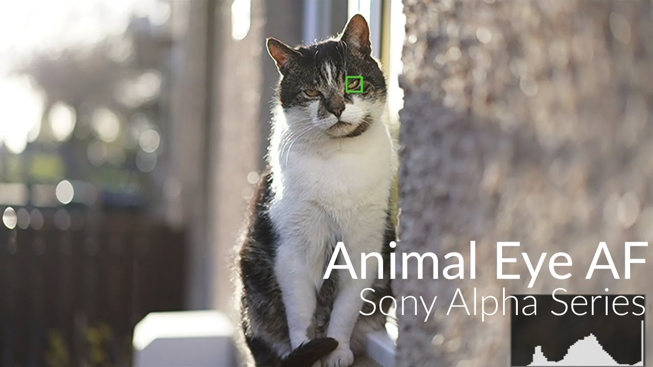 Sony Alpha Series - Animal Eye AF (How to!) - YouTube