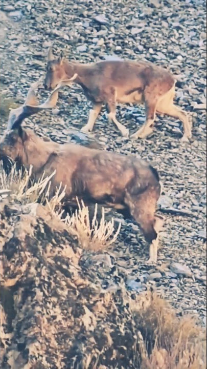 Markhor Wildlife. #conservation #markhor #wildlife #mountains