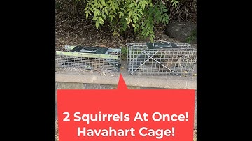2 Squirrels 2 Havahart Traps - Squirrel Relocation