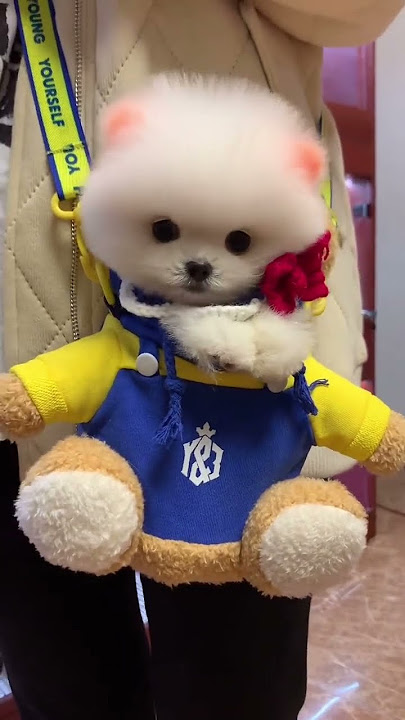 Anjing nyang cute lagee nyan, galak droeneuh? #anjingcute #anjingcangkirteh