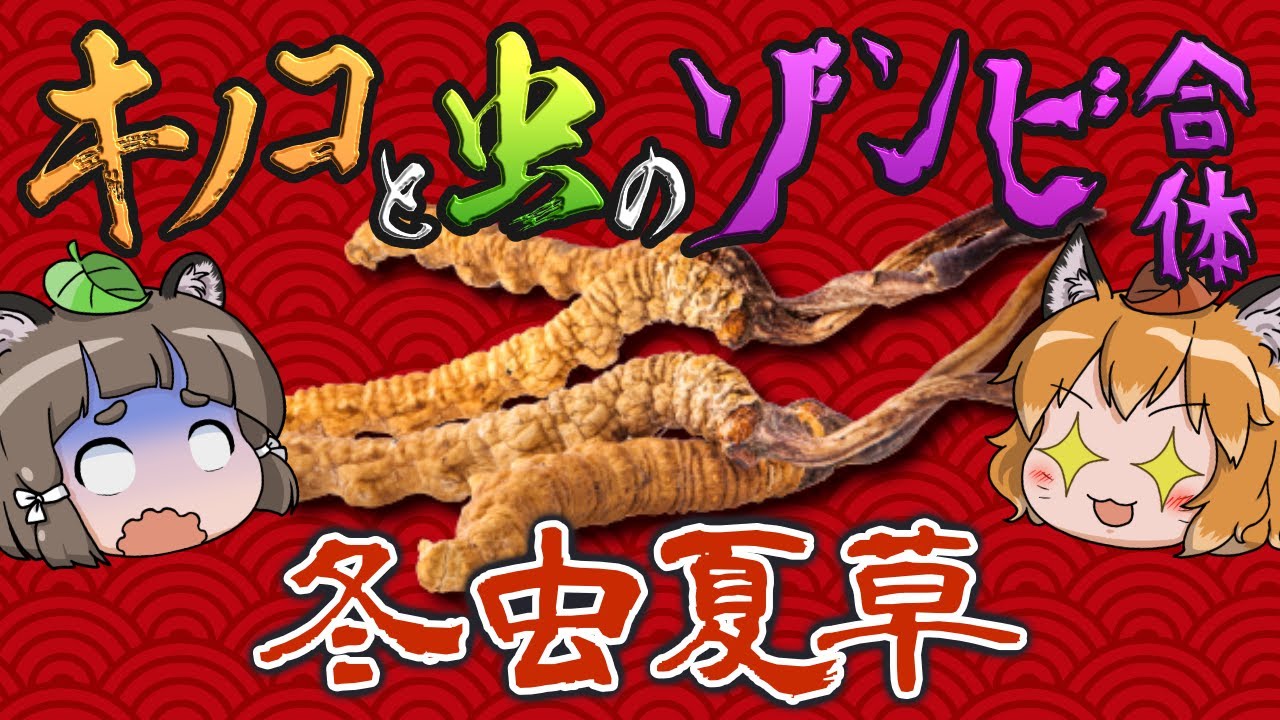 【神秘】虫をゾンビ化させるキノコ！？冬虫夏草のヤバすぎる戦略【へんないきもの#103】