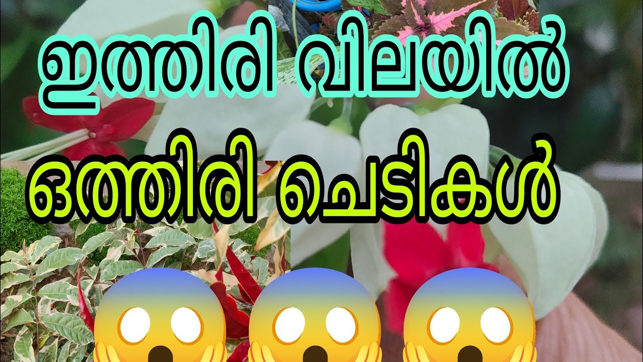 വറൈറ്റി പ്ലാന്റ്സുകൾ 15 രൂപ മുതൽ 😱Tasty world | Plants sale video 