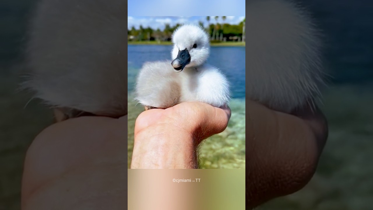 Man Raised a Baby Swan 😍