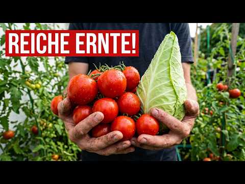Tomaten, Gurken, Kohl und Feigen: Der Ernte-Check im August