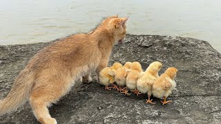 The magical kitten adopted five chicks.Go on an outdoor adventure together👍!Cute and funny animals