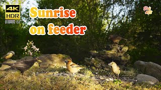 Birds: sunrise on feeder - 4K HDR - CATs tv