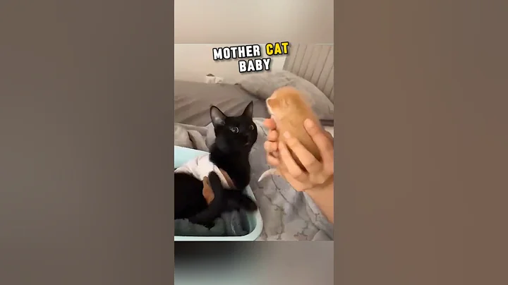 This Mother Cat Baby Passed Away So The Owner Decided To Adopt A Kitten #trending #shortsvideo