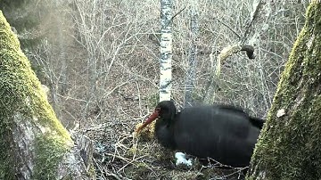 vlcrecord-2013-04-29-07h03m32s-rtsp___193.40.133.138_80_live_kurg-