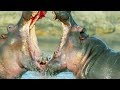 Combat d'hippopotames impressionnant - ZAPPING SAUVAGE