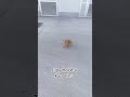 Jupy Hoće Nešto Da Kupi Chihuahua Animallife Dog Jupy Hoće Nešto Da Kupi Chihuahua Animallife Dog