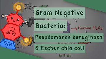 Gram Negative Bacteria: Pseudomonas aeruginosa and Escherichia coli
