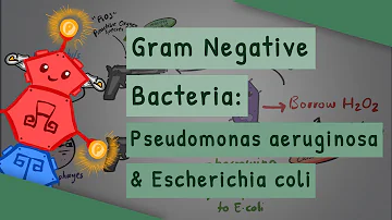 Como se pega a bactéria Escherichia coli na urina?