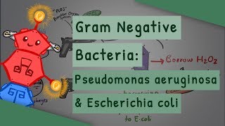 Gram Negative Bacteria: Pseudomonas aeruginosa and Escherichia coli