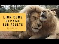 Life at the zoo | lion babies have become beautiful sub adults