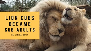 Life at the zoo | lion babies have become beautiful sub adults