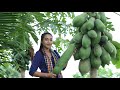 Pick papaya in my homeland - Healthy fruit