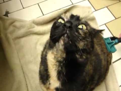 Cat making weird noises.