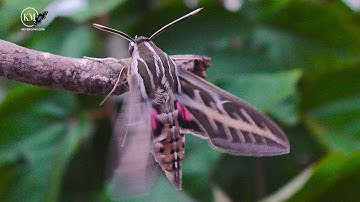 MOTH FLIES LIKE HUMMINGBIRD IN FLORIDA KEYS  THE WHITE LINED SPHINX
