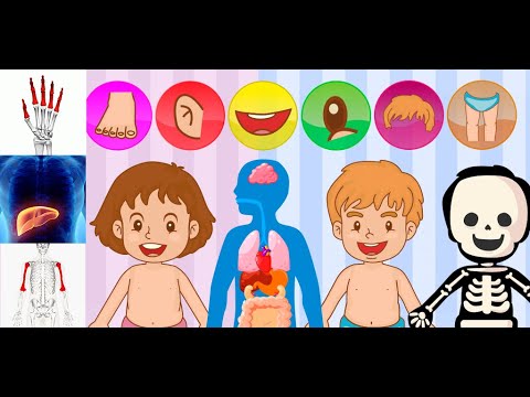 Partes del Cuerpo para Niños - Apps en Google Play